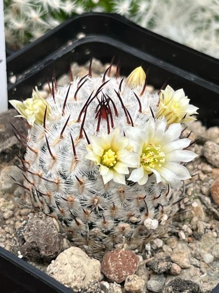 Mammillaria perezdelarosae ssp. andersoniana var. longispina-GCG12621